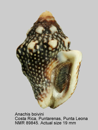 Anachis boivini.jpg - Anachis boivini (Kiener,1841)